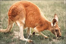 kangaroo