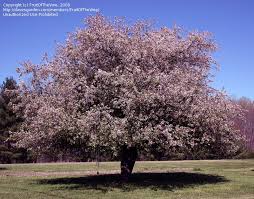 japanese flowering cherry