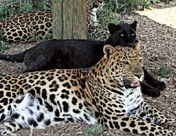 animal wild