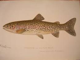 trout salmon pictures
