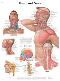 anatomical muscle charts