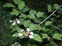 guelder