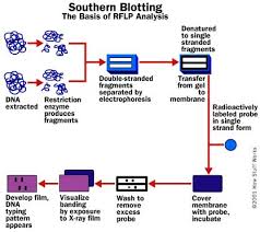 dna finger printing