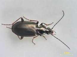 beetle identification pictures