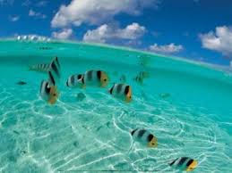 school of fish