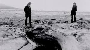 the white stripes under great white