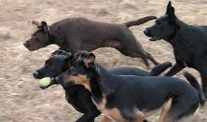 amazing dogs