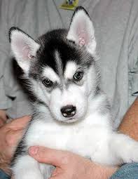 husky puppy