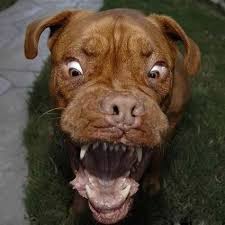 photo de chien trop mignon