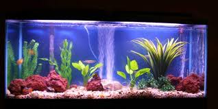 freshwater tropical fish pictures