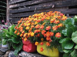 small flower garden pictures