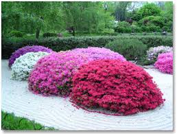pictures azaleas