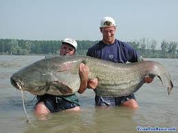 giant fish pictures
