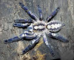 poecilotheria metallica
