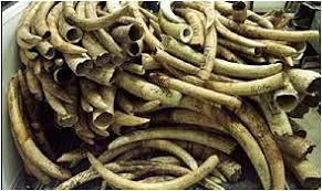 tusks of elephants