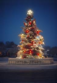 christmas tree outdoor