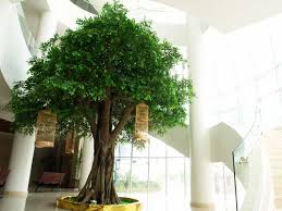 pictures ficus trees