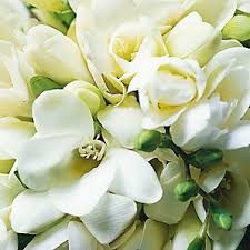 freesias