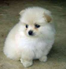 pomeranian dog