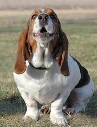 basset hound dog