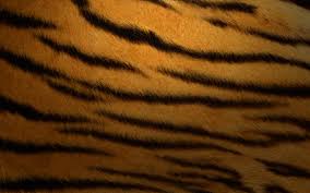 apple os tiger