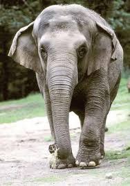 picture of elephant