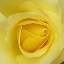 yellow rose pictures