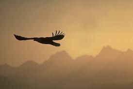 bald eagle in flight picture