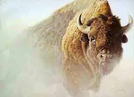 american bison
