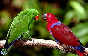 eclectus parrots