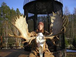 moose skulls