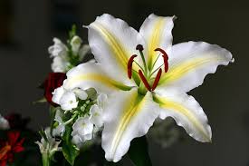 fleur de lysé