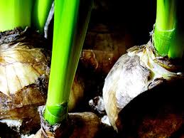 jonquil bulbs