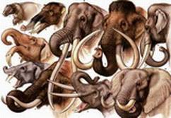 evolution of elephants
