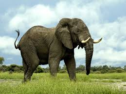 elephants national geographic