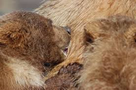 brown bears hibernation