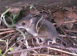 water shrew