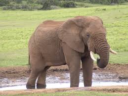 picture of elephant