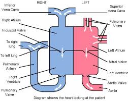 The Normal Heart