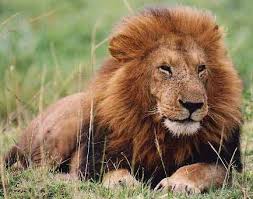 lion pic