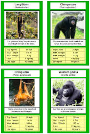 printable otter pictures