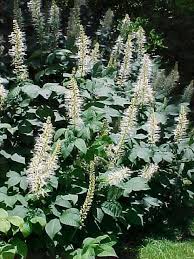 bottlebrush shrub