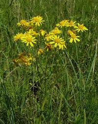 senecio