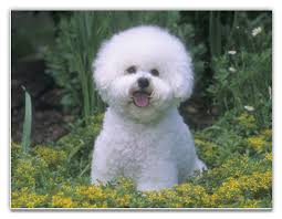 bichon