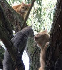 cat in tree