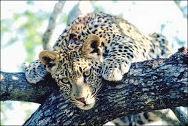 kruger national park