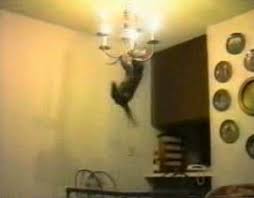 funniest cat videos