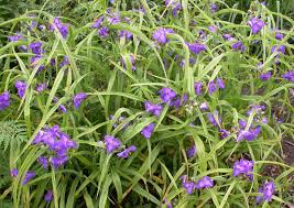 spiderwort
