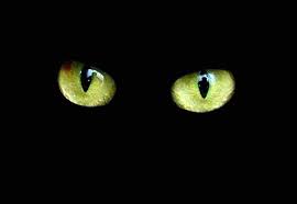 http://t0.gstatic.com/images?q=tbn:od-UeU0eWCYhnM:http://www.ljplus.ru/img/q/u/quoted_/black-cat.jpg