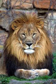 lions pics
